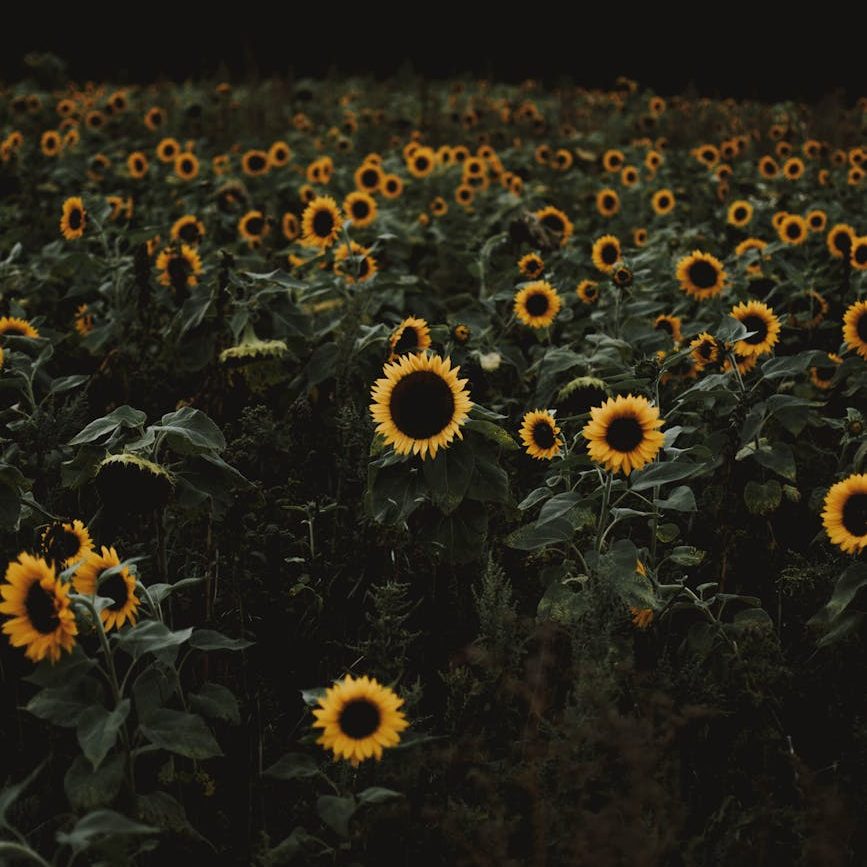 sunflower field during dawn